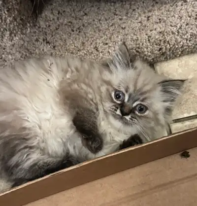 2 months old and a half Himalayen kittens, View more