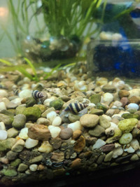 Assassin Snails