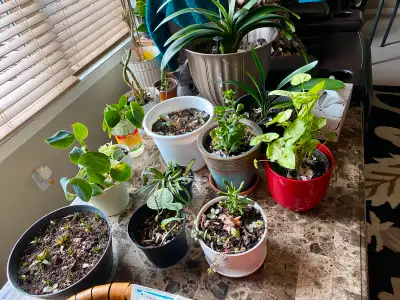 I'm selling a variety of healthy, used house plants. These plants come in various sizes and types, p...