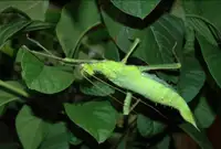 Heteropteryx, the world heaviest stick insect