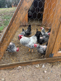 Silver Laced Wyandotte Chickens and Rooster