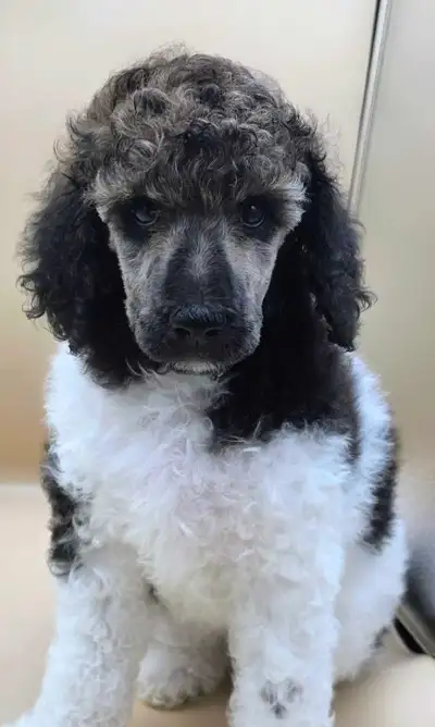 ✨ CKC Standard Poodles - Ready To Go This Weekend! ✨, View more