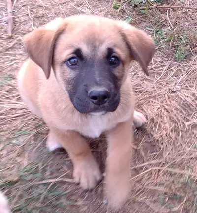Irrisistable Lab Shepherd Rottweiler Puppies, View more