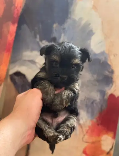 Yorkie tiny puppies , View more