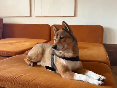 Rehoming Alfie, 6yrs Shiba Inu, View more