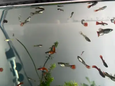 Juveline Guppies  50 cent each-pending pick up, View more