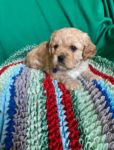 CAVAPOO (CAVALIER POODLE), View more
