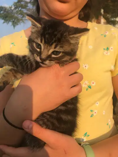 Tabby kitten for rehoming, View more