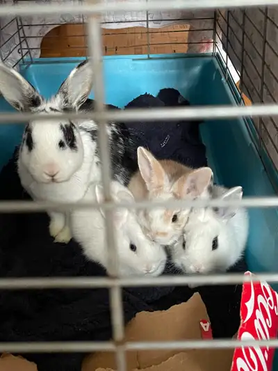 bunnies looking for a new home , View more