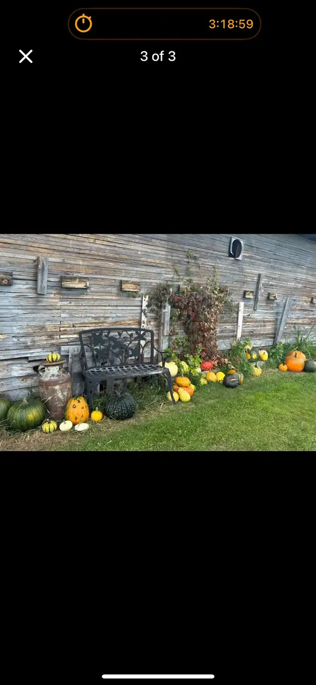 u- pick pumpkin patch576496096468674562