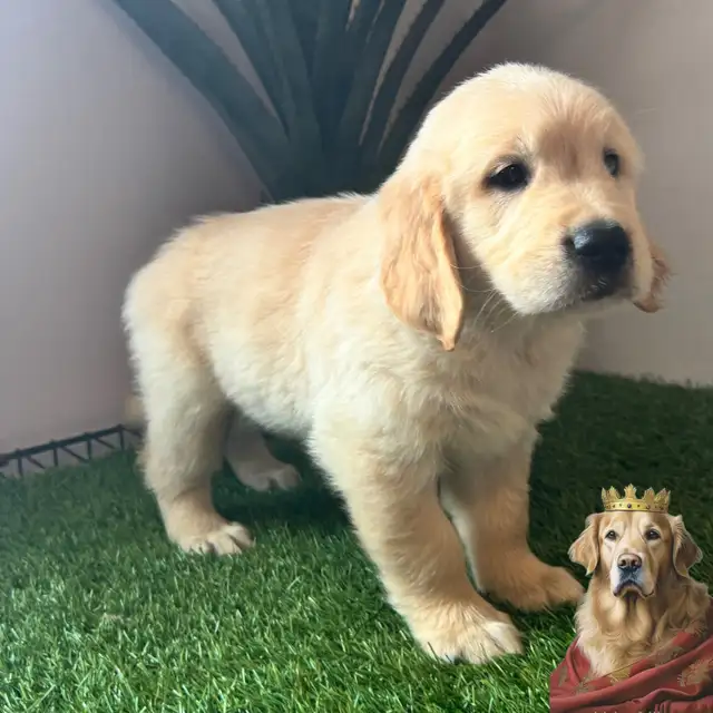 7 Chiots Golden retrievers couleur extraordinaire PURE RACE in Dogs & Puppies for Rehoming in Laval / North Shore - Image 8