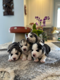 Pure bred Siberian Husky Puppies