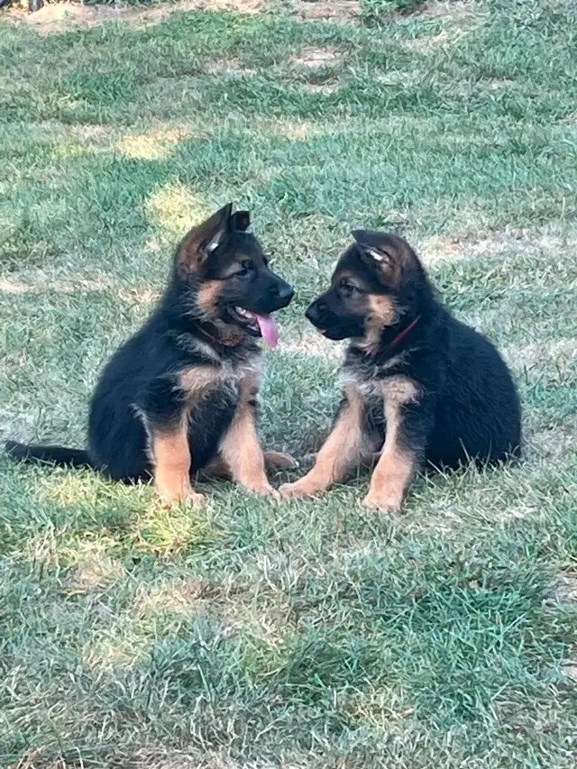 Purebred German Shepherd CKC Reg’d Female Puppy in Dogs & Puppies for Rehoming in Oshawa / Durham Region - Image 13