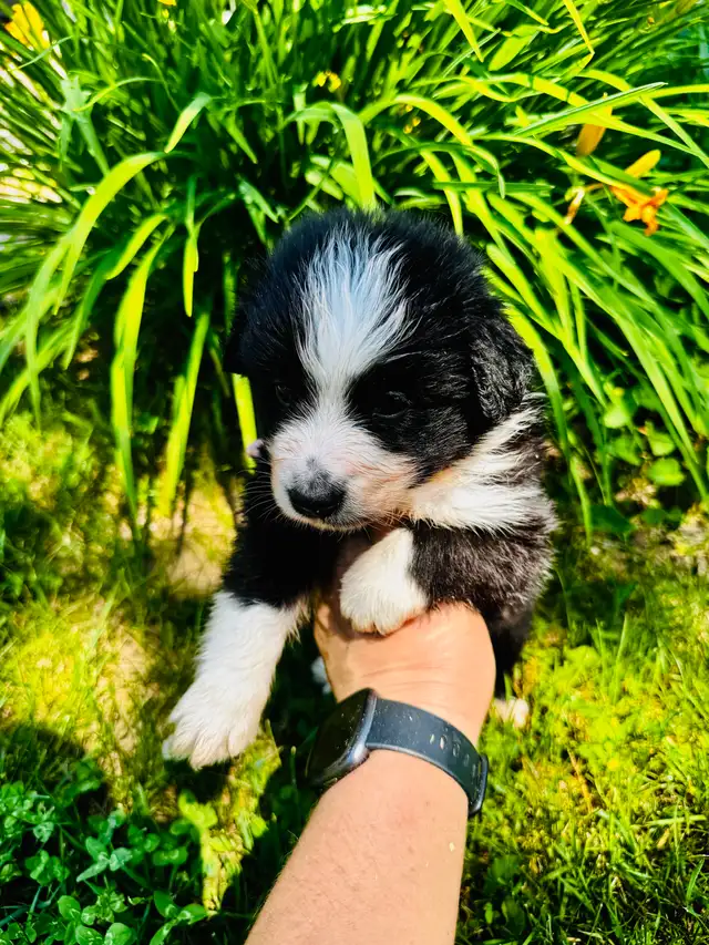 Berger australien toy ,miniature et standard in Dogs & Puppies for Rehoming in Trois-Rivières - Image 5
