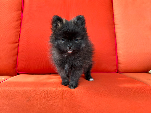 Pomeranian Puppies for Sale in Dogs & Puppies for Rehoming in Lethbridge