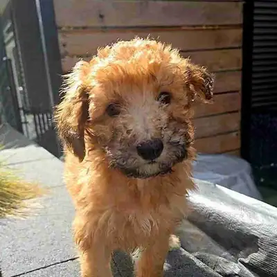 Standard Whoodle Puppies- Last Two!, View more