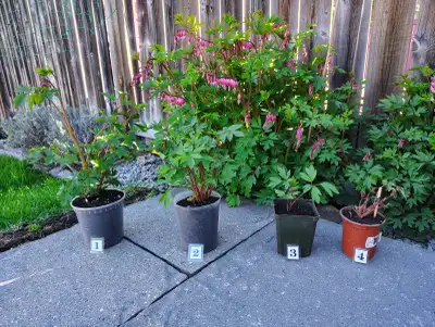 PRICE in AD - HEALTHY FRESH Perennial Bleeding Hearts in Pots, View more