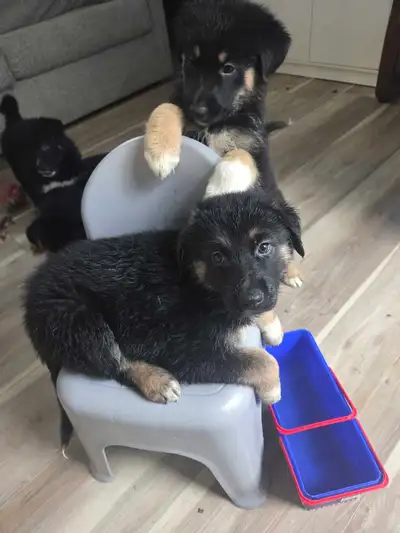 i have 5 puppies for sale breed is german/lab/pyreness/bernese, View more