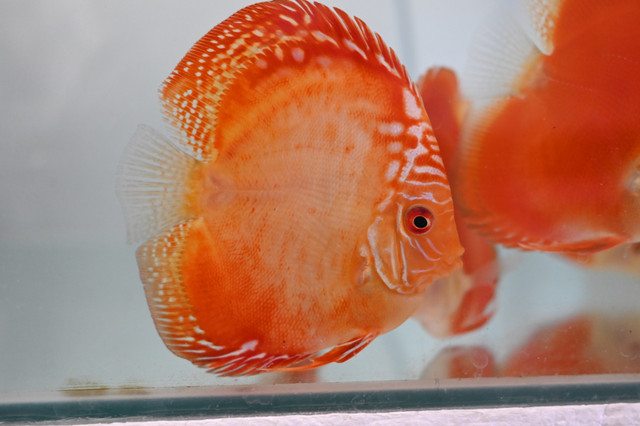 Discus Fish at Fins8 in Fish for Rehoming in Kitchener / Waterloo - Image 4