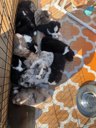 CKC Miniature American Shepherds (aka mini Aussies), View more