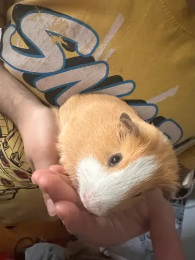 Guinea pigs for rehoming., View more