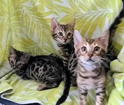 Bengal kittens , View more
