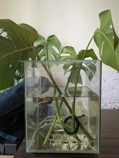 6g, 10g, and 20g Aquariums for sale, View more