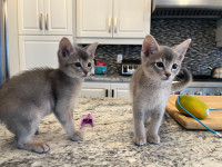 Chatons abyssin / Abyssinian kittens