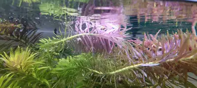 Limnophila Hippuridoids, Voir plus