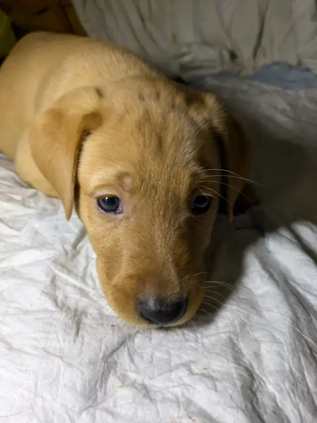 PUREBRED LAB PUPPY READY TO GO!!. in Dogs & Puppies for Rehoming in Kitchener / Waterloo - Image 5