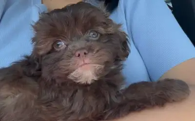 8-Week Female Shih Poo – First Shots & Supplies included, View more