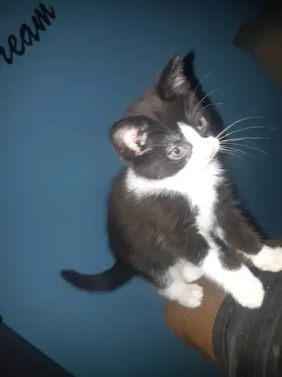 adorible 8 week old kittens in need of perminant homes nt, View more