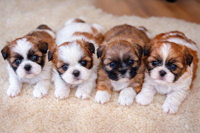 HOUSE TRAINED puppies? Yesssss. Ask me how we do that. We are a small Ma and Pa kennel that have bee...