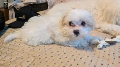 puppies looking for new home, View more