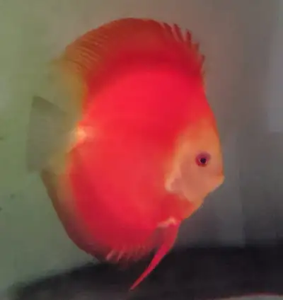 discus fish for sale, View more
