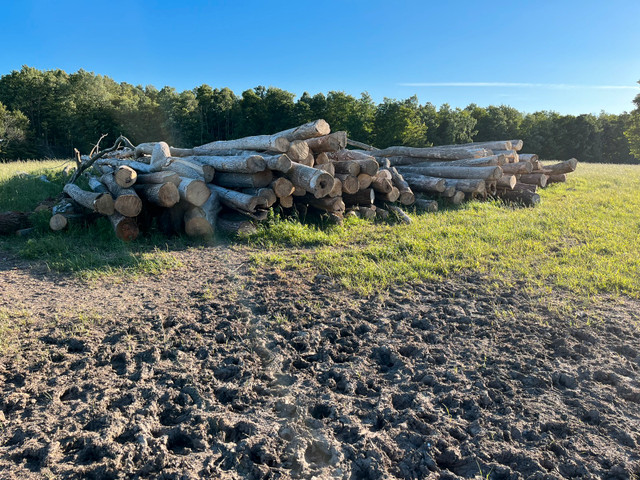 Fire Wood in Other in Owen Sound - Image 4