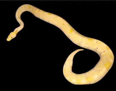 Juvenile Male Banana Ball Python, View more