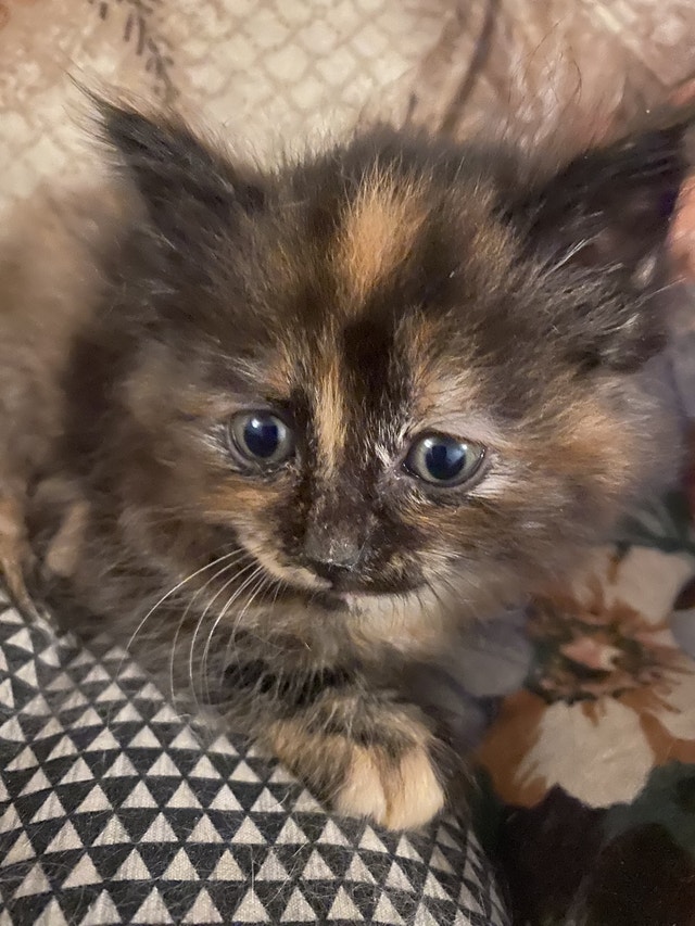 Maine coon kitten ready to go home now! Cats & Kittens for Rehoming