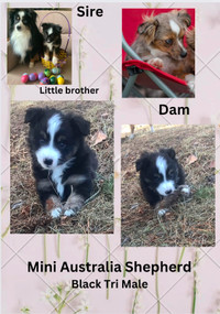 Toy and Mini Australia Shepherds