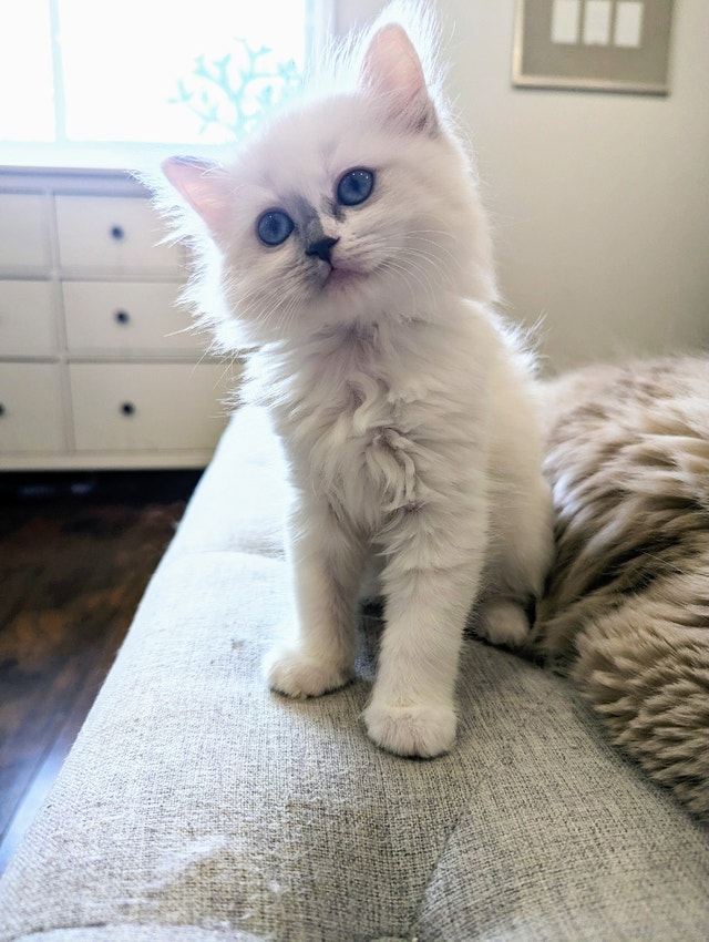 Purebred Ragdoll Female Cats & Kittens for Rehoming Barrie Kijiji