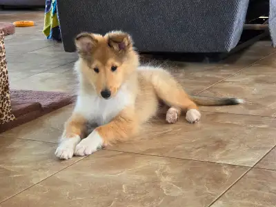 Purebred Female Rough Collie, View more
