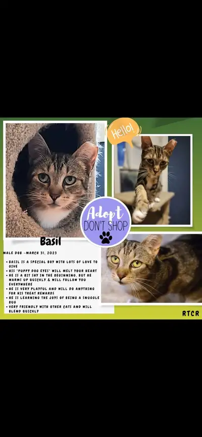 Basil- neutered male for adoption!, View more