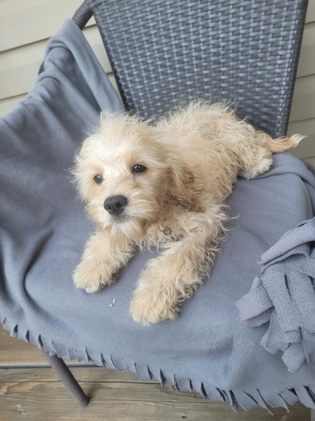 Cockapoo corss toy poodle Dogs & Puppies for Rehoming Kelowna Kijiji