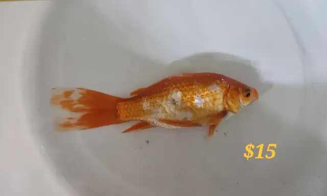 Gold fish in Fish for Rehoming in Mississauga / Peel Region - Image 5