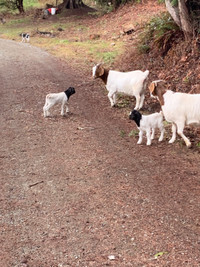 Boar goats