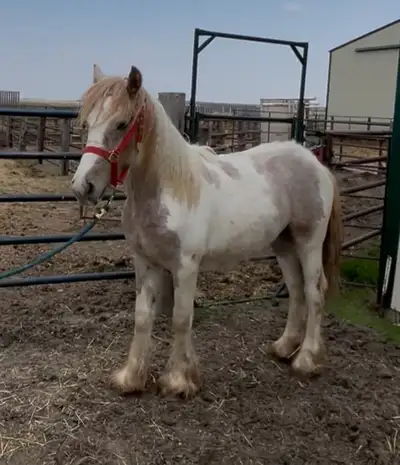 3/4 Gypsy Vanner colt, View more