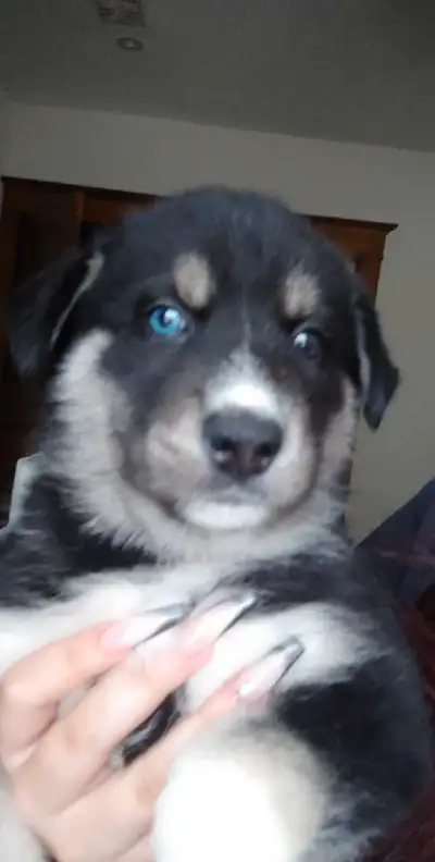 Husky Mix Puppies!, View more