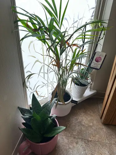 Simple plants, View more