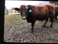 Yearling RedAngus bulls for sale