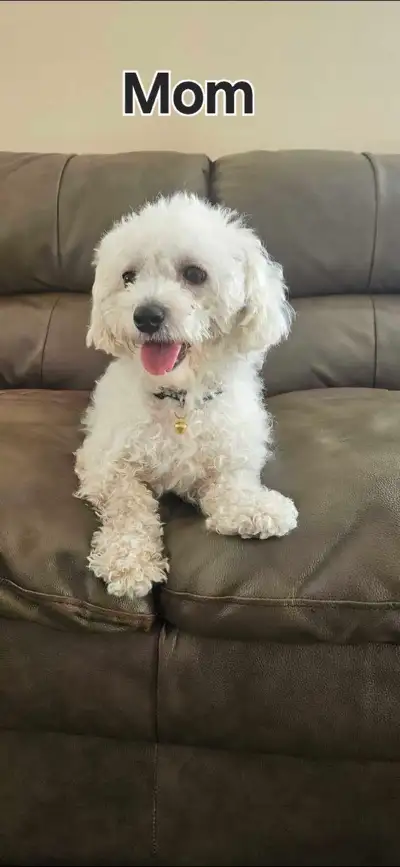 Bichon Frise puppies, View more